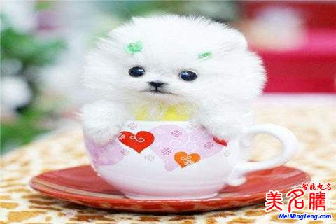 狗年女孩起名最好聽(tīng)的宜用字名字大全2018