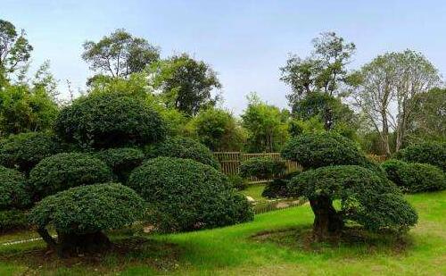 屬牛寶寶五行缺木如何起名?